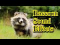 Raccoon Sound Effects