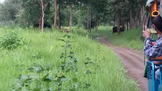 preview picture of video 'Tripura Tourism ,Trishna Sanctuary, Live watching Bison'