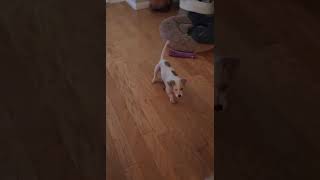 Video preview image #1 Chihuahua-Unknown Mix Puppy For Sale in San Bernardino , CA, USA