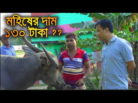 মহিষের দাম ১৩০ টাকা ?? কুরবানির হাটে মহিষের ব্যাপক চহিদা || Eye News