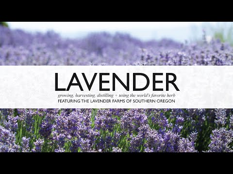 Lavender Documentary Film - Learn to Grow, Harvest, Propagate, and Distill Lavender Essential Oil