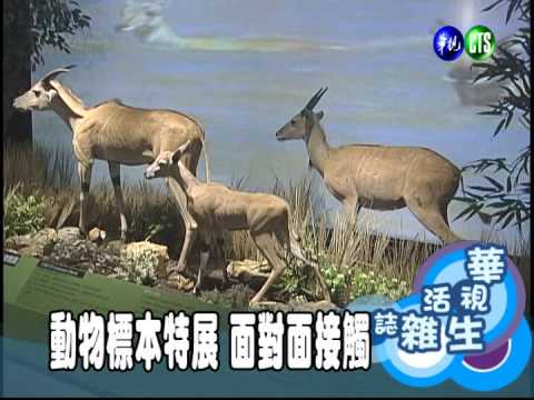 動物標本特展 面對面接觸