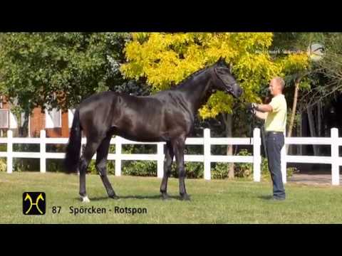 Gestüt Letter Berg Hengst Spökenkieker V. vom Spörcken x Rotspon geb. 2014
