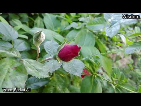 Ismaili Ginan Burushaski By Barkat Ali