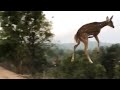 LONGEST JUMPING DEER DEER JUMPING ACROSS THE ROAD Deer SSMARTADVISOR