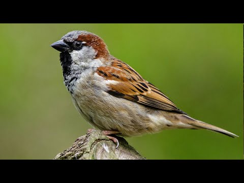 Spatzen Zwitschern - Spatz Gesang