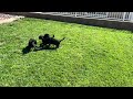 Labrador Retriever dogs for sale: Labrador Retriever 2 - Video 1
