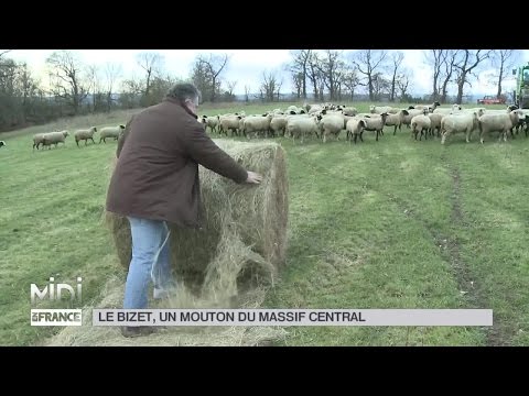, title : 'ANIMAUX : Le Bizet, un mouton du Massif Central'