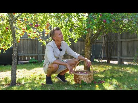 Kökets trädgård del 24 - Odla och skörda äpplen - Köket