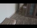 Ruby Playing Fetch