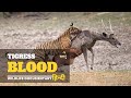 Tigress Blood - Wildest Asia, हिन्दी डॉक्यूमेंट्री । Wildlife documentary in hin
