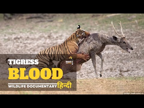 Tigress Blood - Wildest Asia, हिन्दी डॉक्यूमेंट्री । Wildlife documentary in hindi