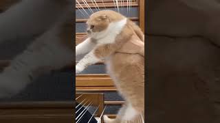 ねこまるだし【モンスト】
