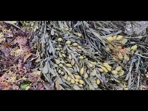 Ri Low Tide