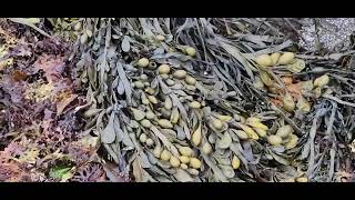 Bladderwrack Seaweed at low tide.