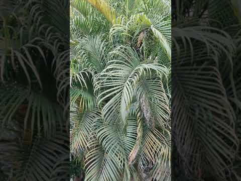 Karan Singh The BUTTERFLY