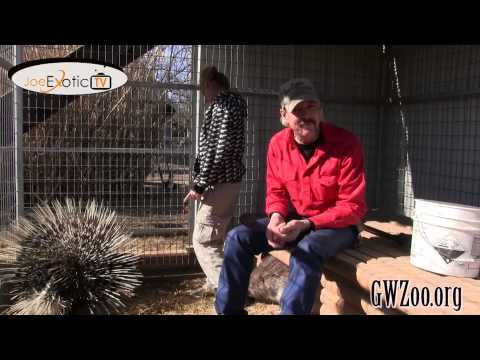 GW Zoo Animal Spotlight - African Porcupine