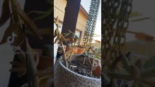 #littlebitch #abitch #likeabitch #bitch #excuseyou #excuse #prayingmantis #mantids #bogwitch #eira