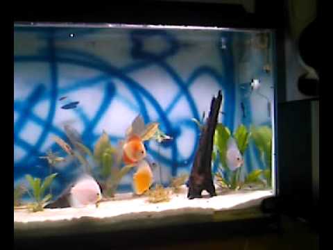 DISCUS 55 GALLON Fish Tank 3 24 2012 002