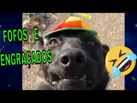 Cachorros fofinhos e muito engraçados