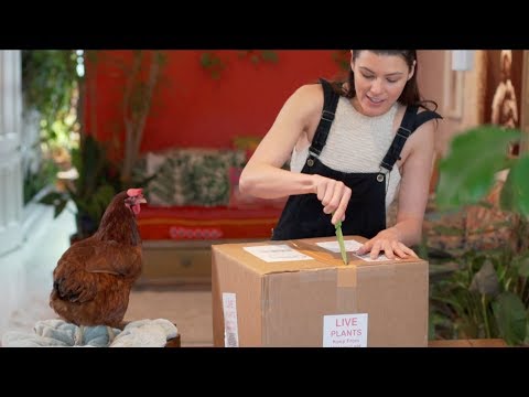 Steve's Leaves Houseplant Haul — Plant One On Me — Ep 049