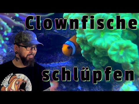 Clownfische schlüpfen / Ihr seid dabei !