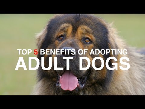 TOP 5 BENEFITS OF ADOPTING AN ADULT DOG