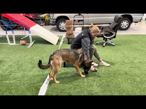 Medina Swarm Scent Club - An idea for teaching the freeze for indication