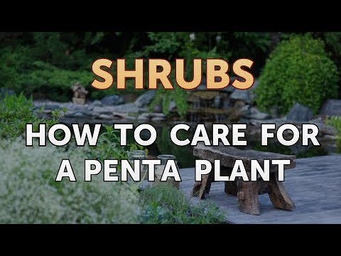 How to Prune a Bottlebrush Shrub