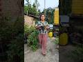 So Beautiful Pink Most Rose Plant Shortvideo Garden Shorts Youtubeshorts Trending Flowers
