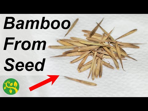 image-What is the hardiest bamboo?