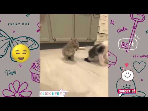 Cute cats fun moments @KumariCandy