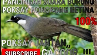 Download lagu PANCINGAN SUARA BURUNG POKSAY HONGKONG BETINA ,POKSAY JANTAN 100% NYAUT GACORR mp3