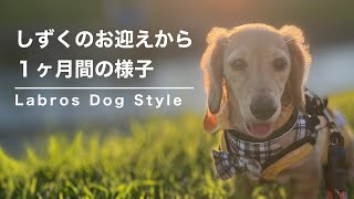 【カニンヘンダックス】新しい家族をお迎えしました。お迎えから１ヶ月間の様子