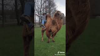 How Do I get Down #camel #shorts