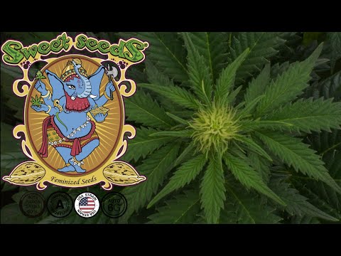 Jet Fuel Mandarine XL Auto | Week 7 | Sweet Seeds (Autoflower)