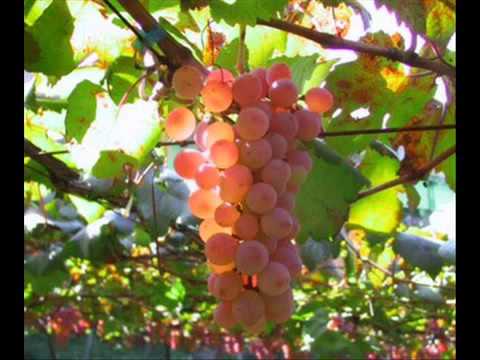 ანსამბლი წინანდალი - კახური მრავალჟამიერი / Ensemble Tsinandali - local Mravaljamieri