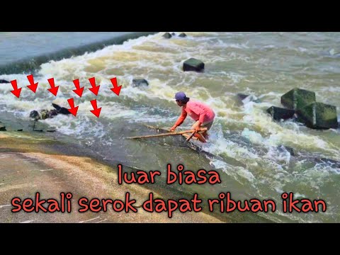 Scary,,,one scoop and get thousands of fish,,blessings of the dry season to catch fish at the mov...