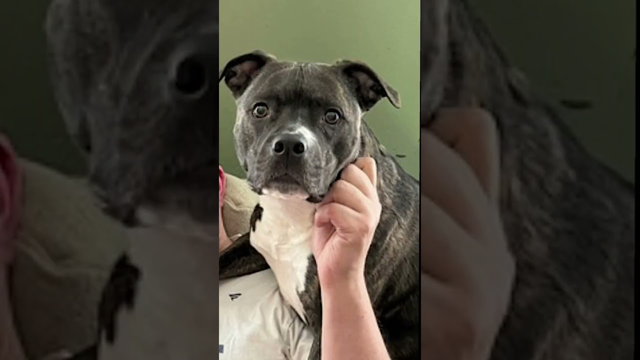 Bella, a other Pit Bull Terrier in Virginia Beach, VA video 6/6