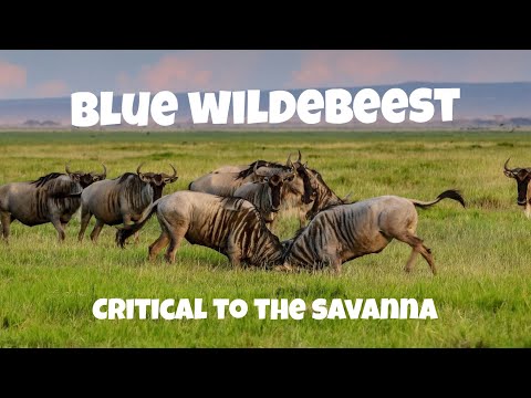 The blue wildebeest #wildlife