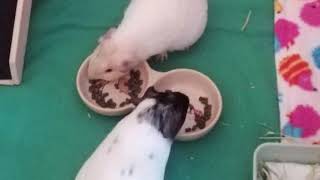 Guinea Pig Signs of Pregnancy Pt 2 - Later Stages of Pregnancy of 2 Female Guinea Pigs