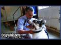 Family Dog Turned Violent Overnight S4 Ep 23 Dog Whisperer With Cesar Millan