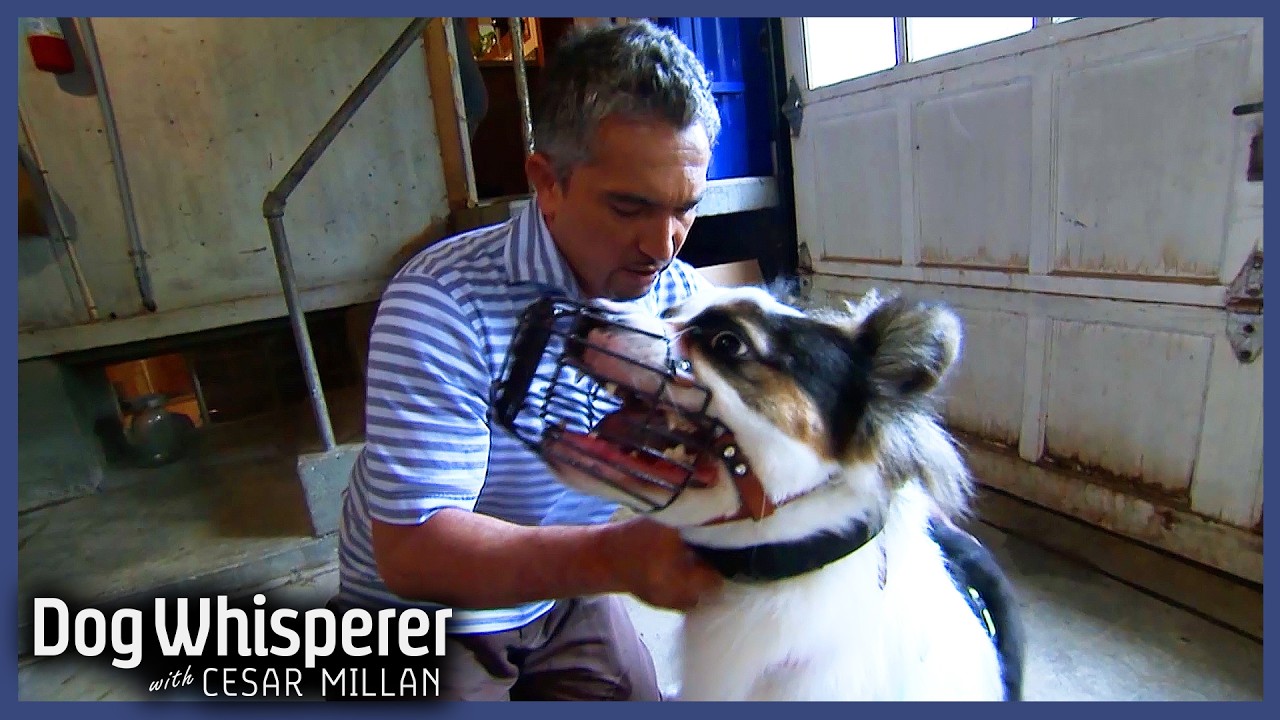 Family Dog Turned Violent Overnight | S4 Ep 23 | Dog Whisperer With Cesar Millan