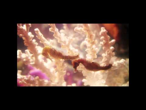 Seahorse Dance