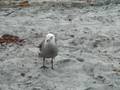 Laughing Seagull At Cardiff State Beach In Cardiff CA