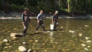Snuneymuxw First Nation saves young salmon as Nanaimo River side channels dry up