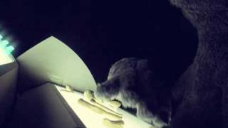 Royal Bangs - War Bells (Official Video)