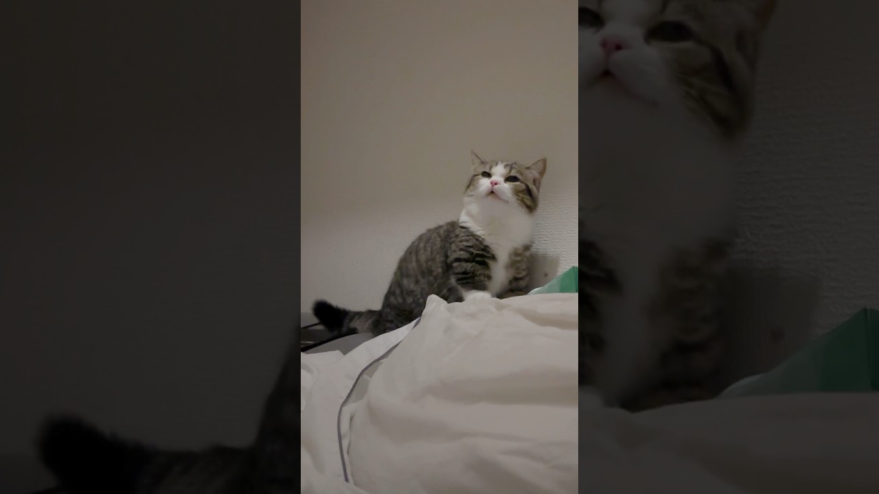 子猫のくしゃみ10連発