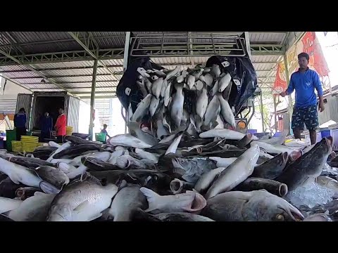 The Life Cycle of Seabass | Modern Aquaculture and Production of Seabass