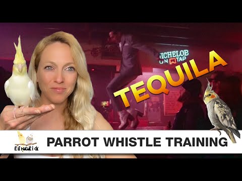 Tequila ~ Parrot Whistle Training